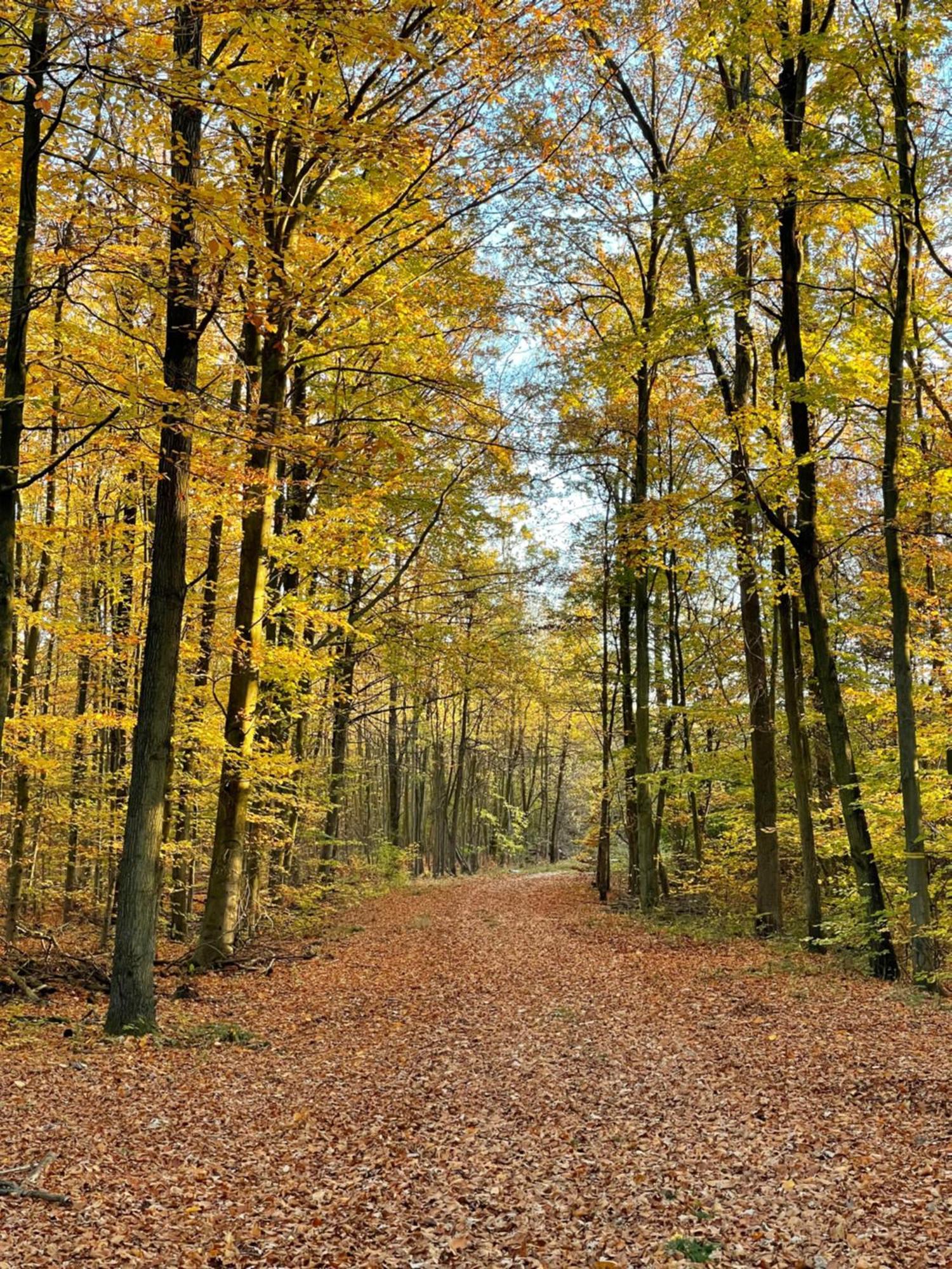 Mein Koeln *